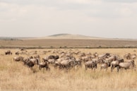 A large herd of wildebeest grazes on the dry grasslands with a slightly hilly landscape in the background. The sky is overcast, and several vehicles can be seen in the distance, likely safari tours.
