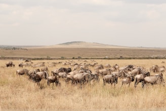 A large herd of wildebeest grazes on the dry grasslands with a slightly hilly landscape in the background. The sky is overcast, and several vehicles can be seen in the distance, likely safari tours.