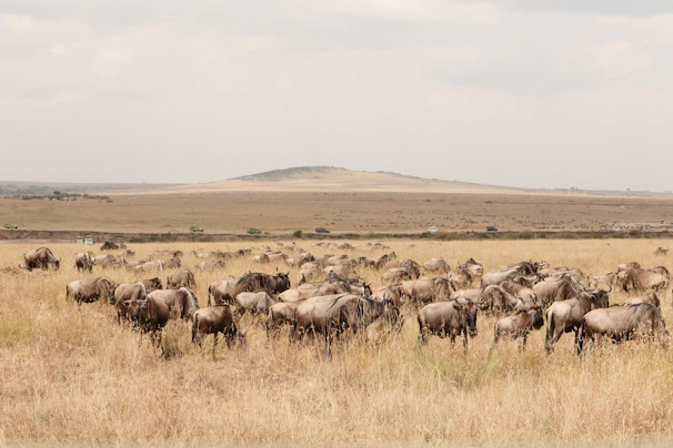 Guests on a private safari vehicle tracking a herd of wildebeest migrating across the vast plains.