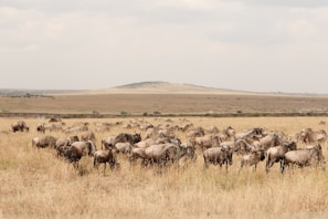 A large herd of wildebeest grazes on the dry grasslands with a slightly hilly landscape in the background. The sky is overcast, and several vehicles can be seen in the distance, likely safari tours.