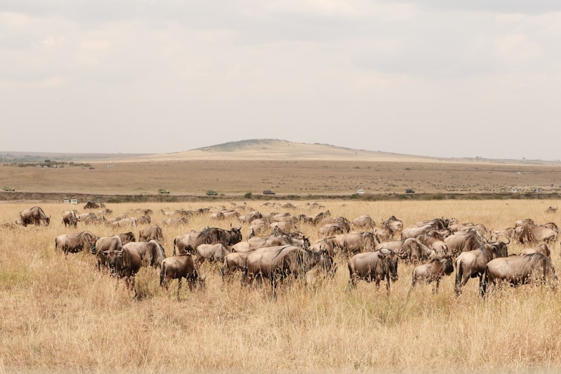 A large herd of wildebeest grazes on the dry grasslands with a slightly hilly landscape in the background. The sky is overcast, and several vehicles can be seen in the distance, likely safari tours.