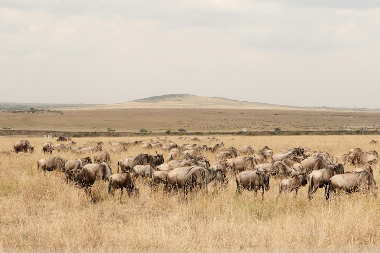 Masai Mara: Kenya's Iconic Wildlife Plains