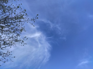 A clear blue sky with wispy clouds near the center and a tree branch with emerging green leaves extending from the left side.