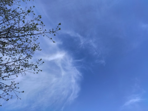 A clear blue sky with wispy clouds near the center and a tree branch with emerging green leaves extending from the left side.