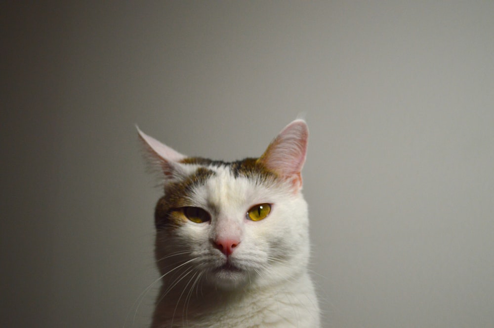 a white cat with yellow eyes looking at the camera