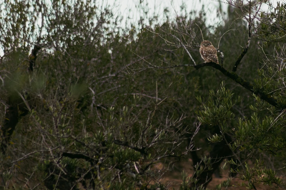Un pájaro posado en la rama de un árbol en un bosque