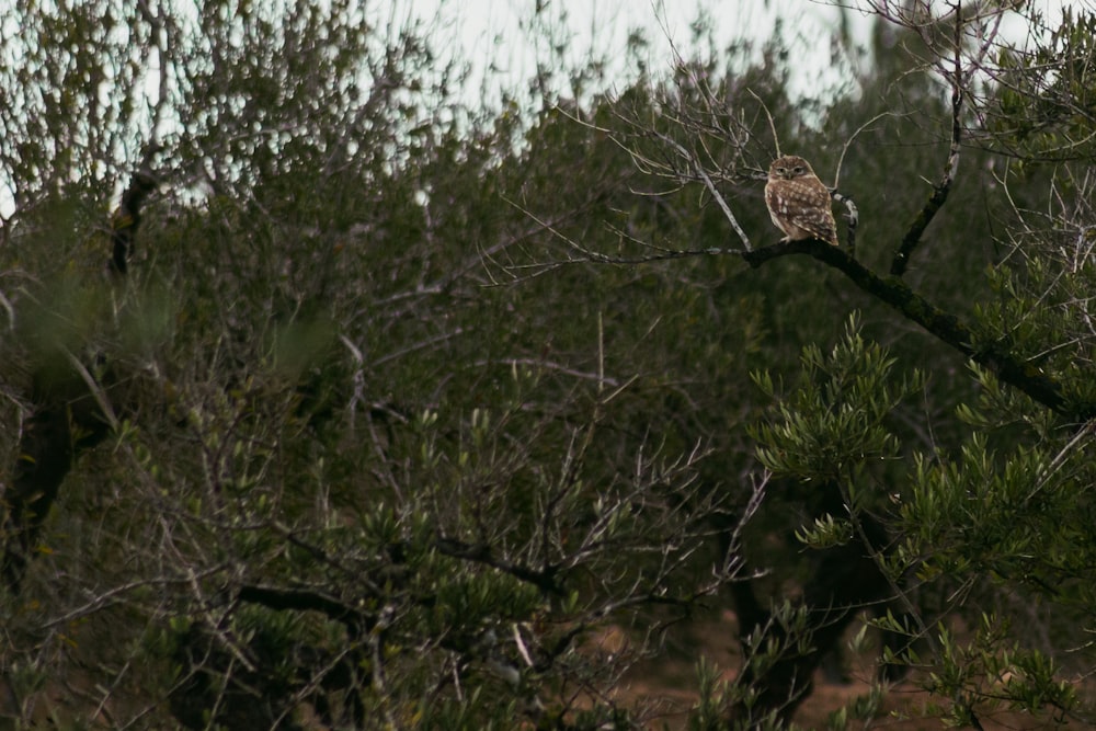 a bird perched on a tree branch in a forest