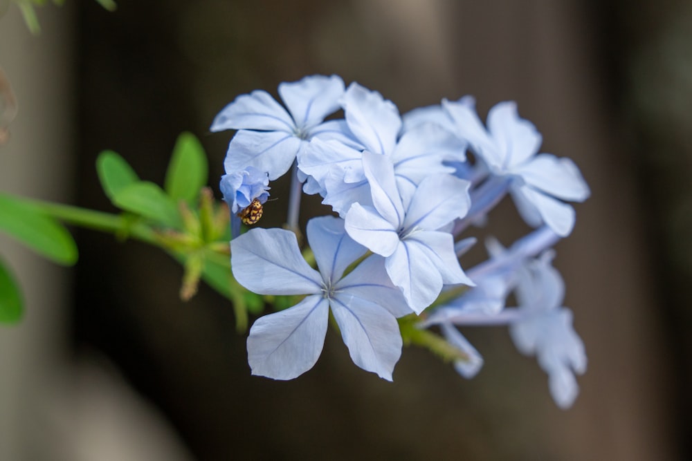 a blue flower with a bee on it