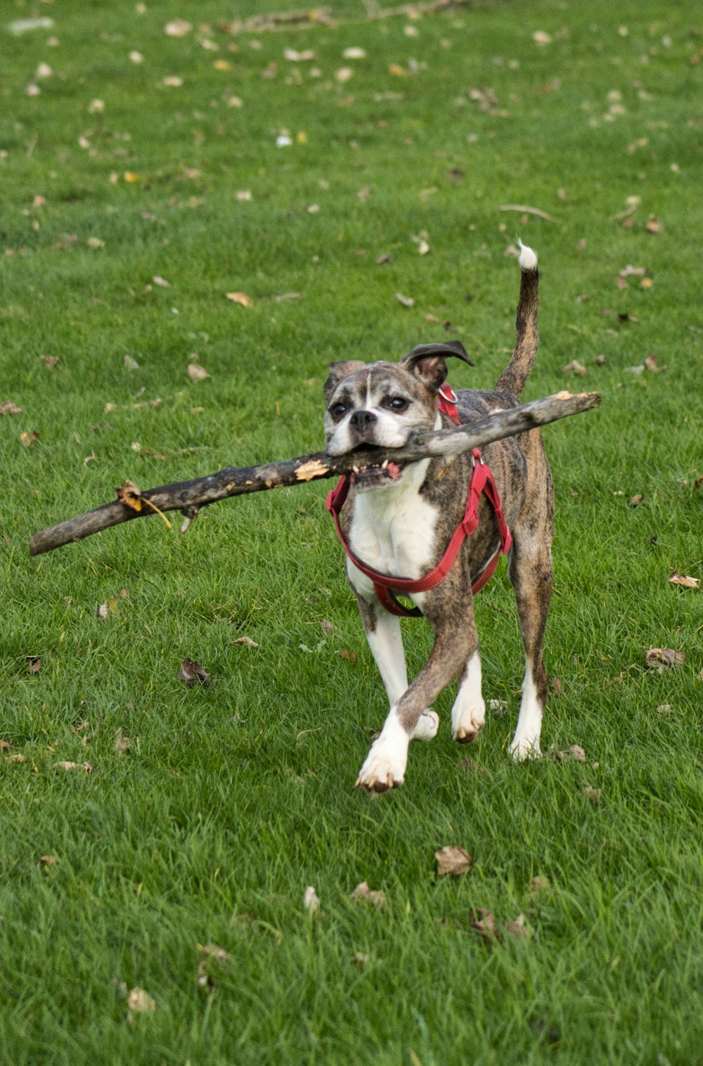 a dog carrying a stick in its mouth