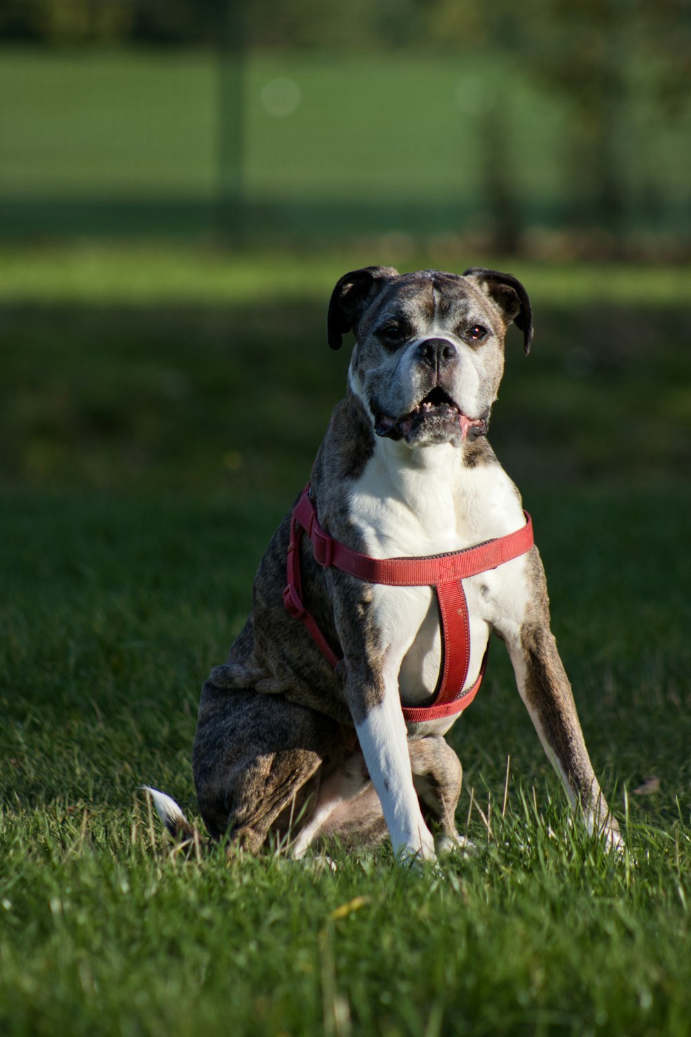 a brown and white dog sitting in the grass