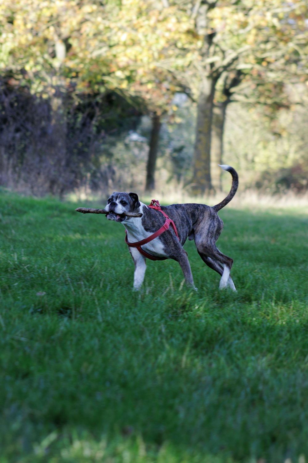 a dog carrying a stick in its mouth