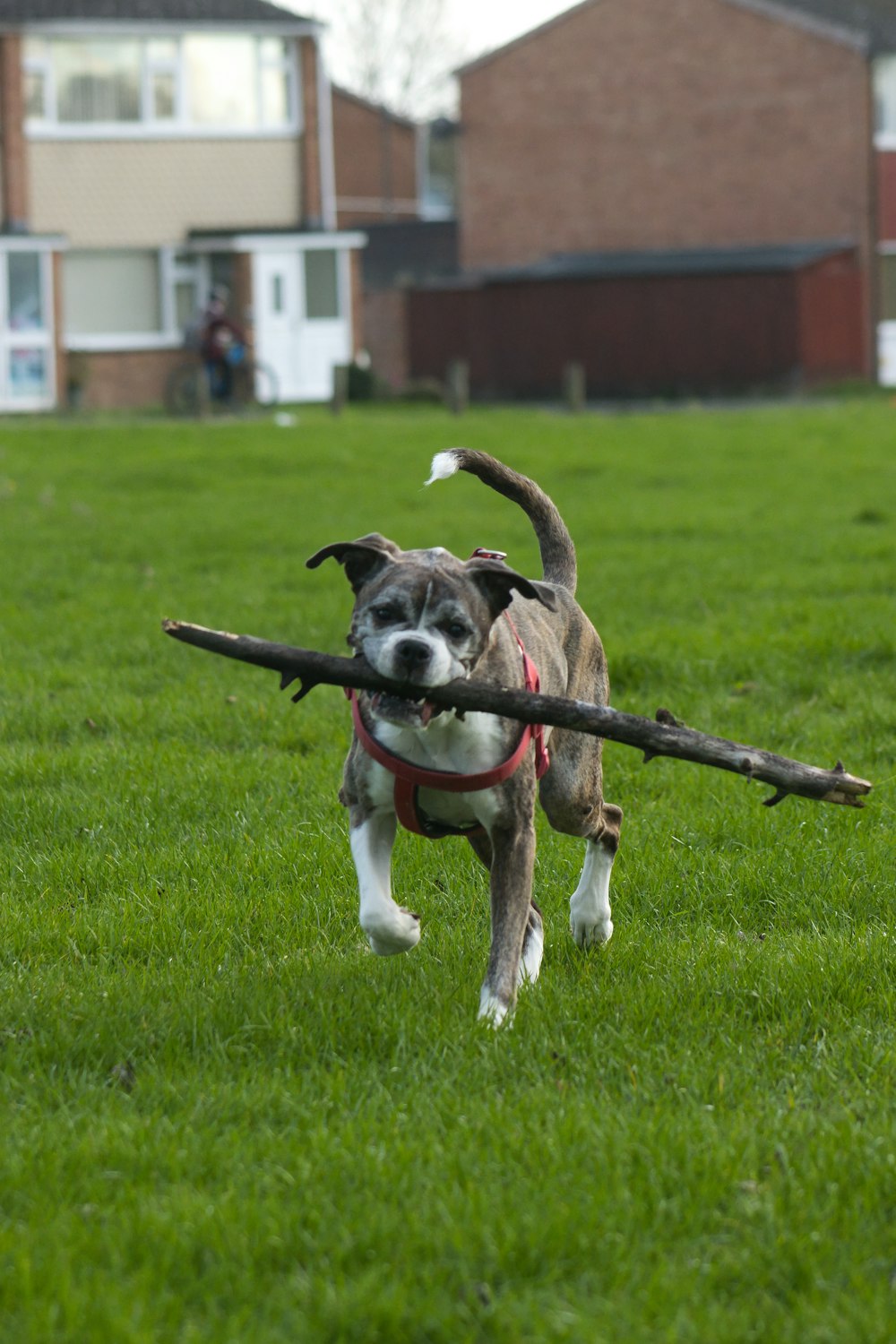 a dog carrying a stick in its mouth