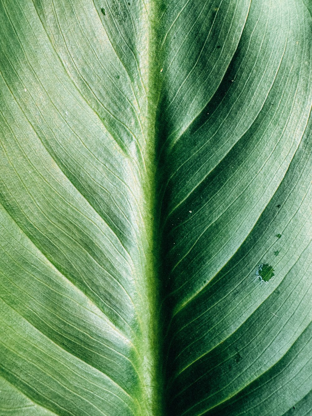 a close up of a large green leaf