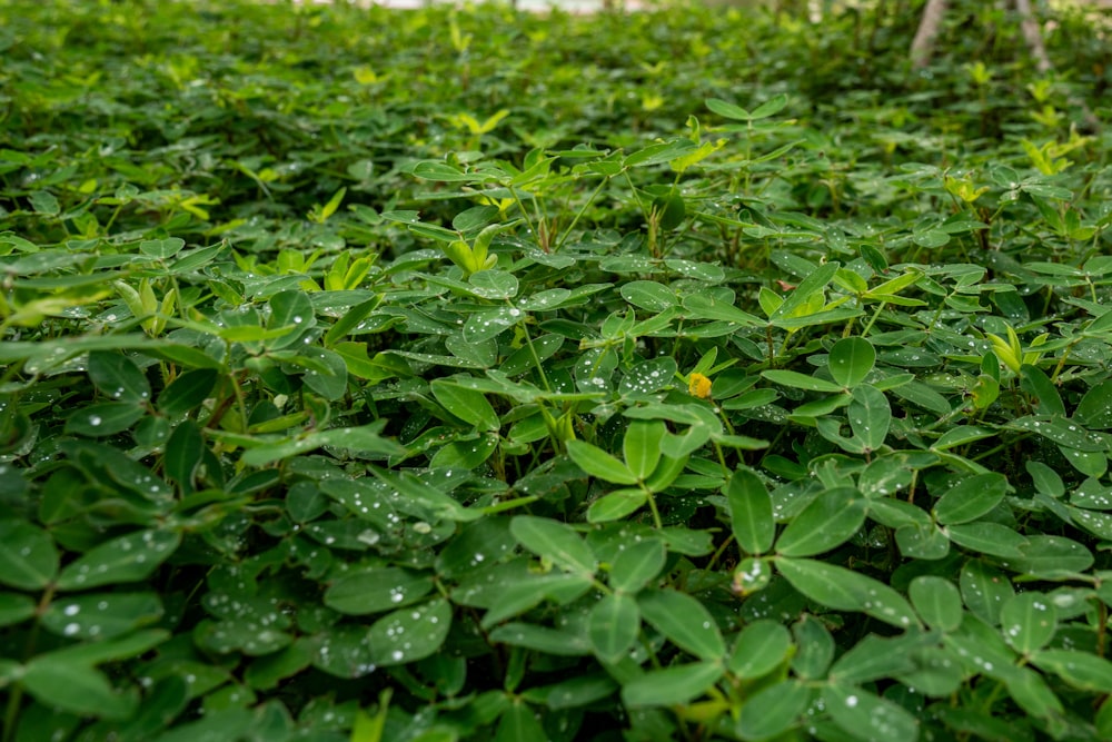 un champ de plantes vertes avec des gouttelettes d’eau dessus