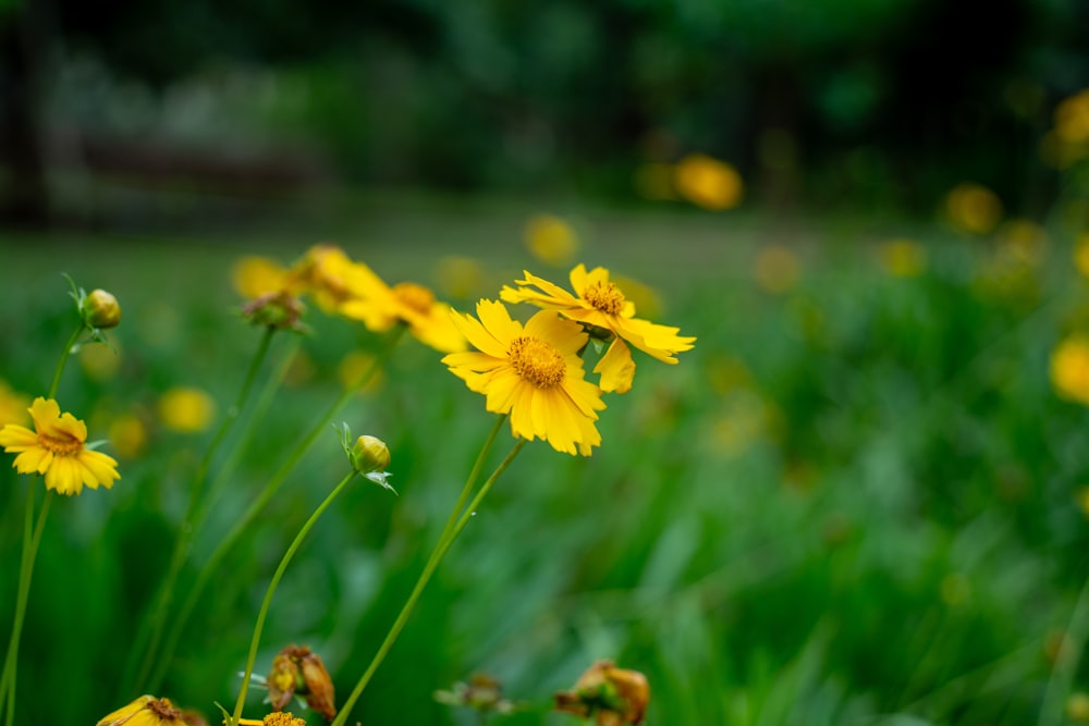 um ramo de flores amarelas em um campo