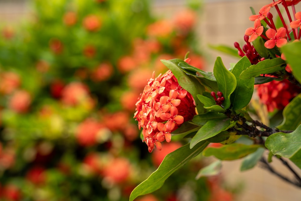 a bunch of red flowers that are on a tree