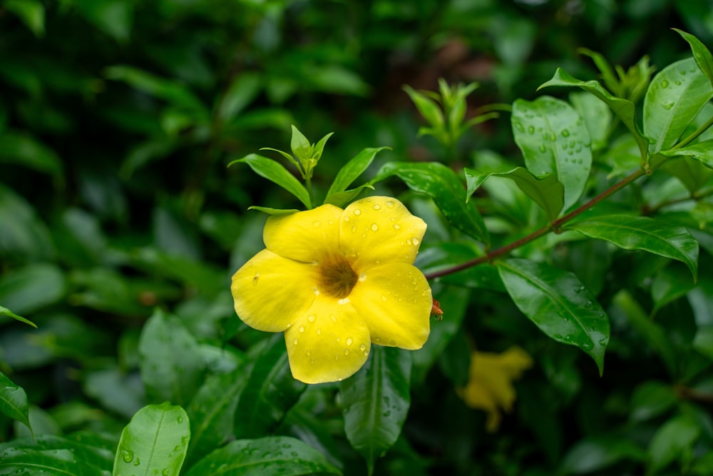 a yellow flower with green leaves in the background