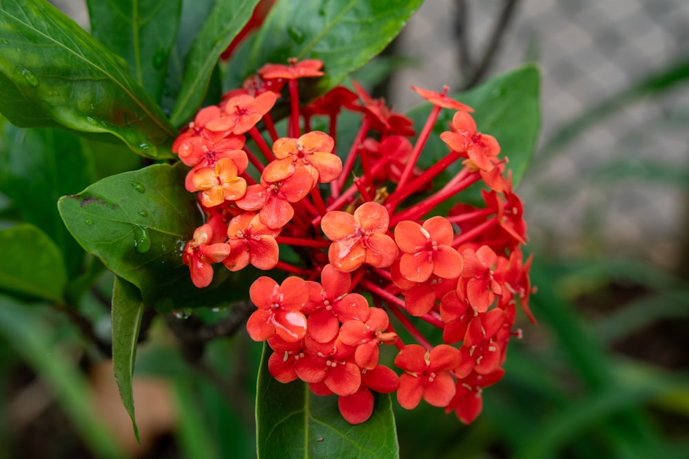 a close up of a red flower with green leaves