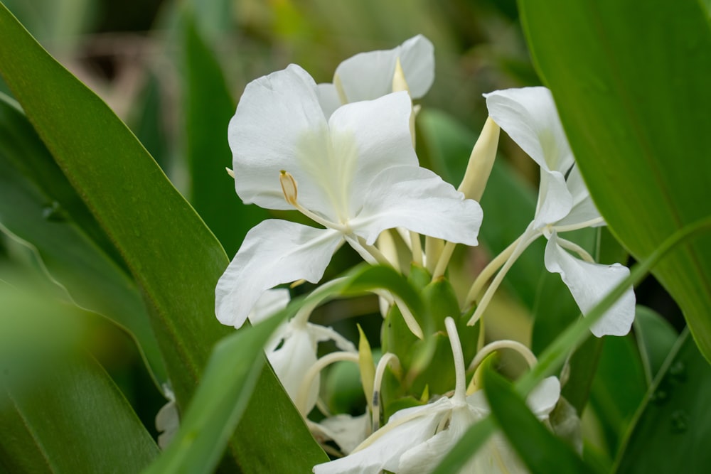 un gros plan d’une fleur blanche sur une plante