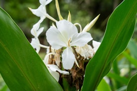 White flowers with delicate petals and prominent green leaves, set against a blurred natural background, capturing a fresh and serene botanical scene.