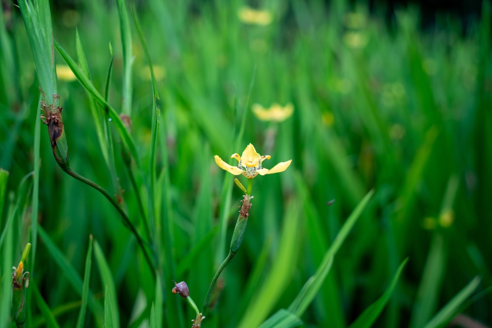 키 큰 풀밭 한가운데에 앉아있는 작은 노란 꽃
