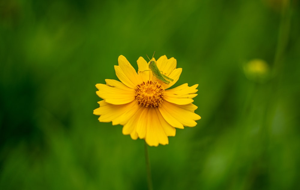 una flor amarilla con un insecto