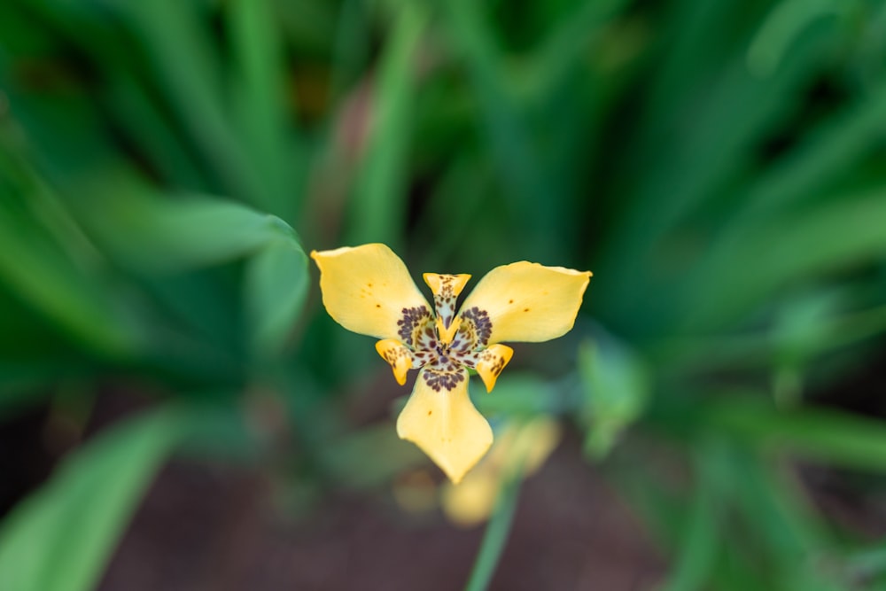 a close up of a yellow flower with green leaves in the background