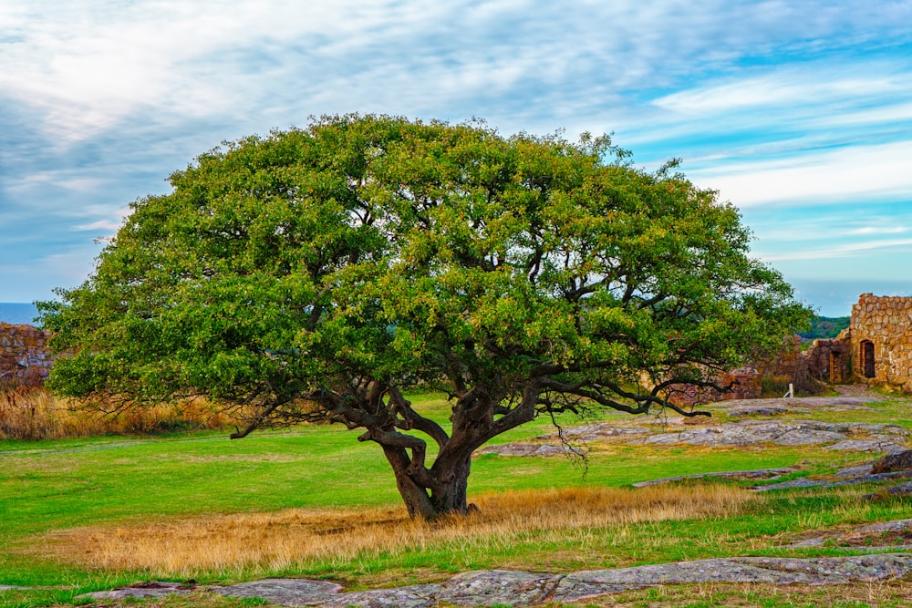 a large tree in a grassy field next to a stone building