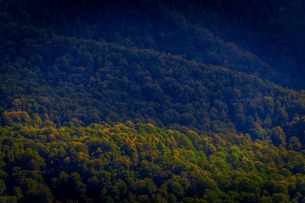 a view of a forest from a plane