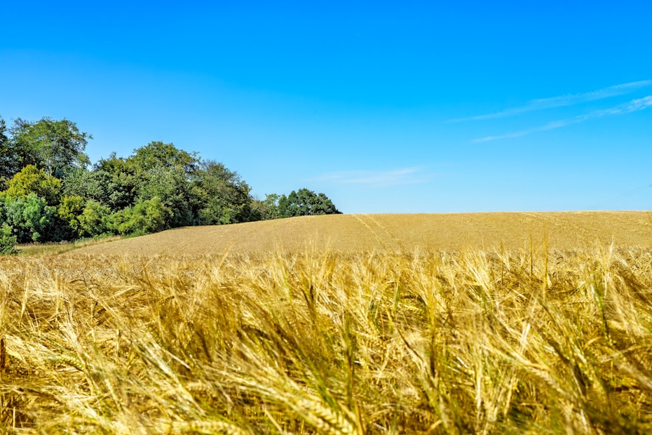 Golden wheat fields stretch across the landscape under a clear blue sky. In the background, a cluster of dense green trees forms a natural border between the field and the horizon.