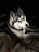 A Siberian Husky dog with a thick fur coat is resting on a blanket. The lighting emphasizes its striking black and white facial markings and attentive expression. The background is dark, highlighting the dog as the focal point.
