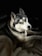 A Siberian Husky dog with a thick fur coat is resting on a blanket. The lighting emphasizes its striking black and white facial markings and attentive expression. The background is dark, highlighting the dog as the focal point.