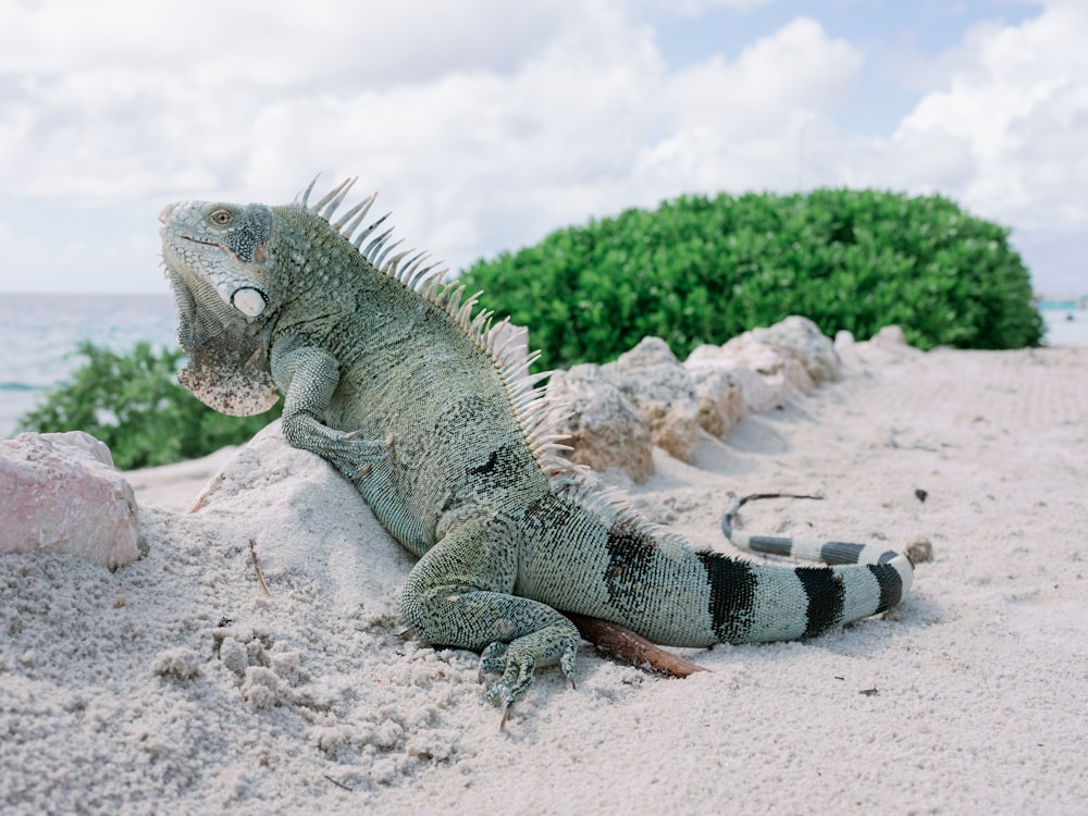 an iguana sitting on a sandy beach next to the ocean