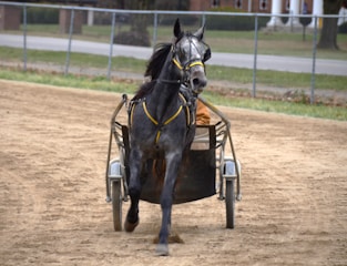 A black horse is harnessed to a sulky, trotting on a dirt track. The horse is adorned with a yellow bridle and appears vigorous, partially revealing a driver behind it. The background features a fence and a grassy area with trees and buildings in the distance.