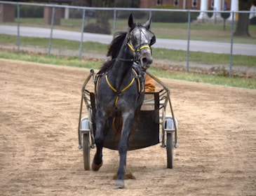 A black horse is harnessed to a sulky, trotting on a dirt track. The horse is adorned with a yellow bridle and appears vigorous, partially revealing a driver behind it. The background features a fence and a grassy area with trees and buildings in the distance.