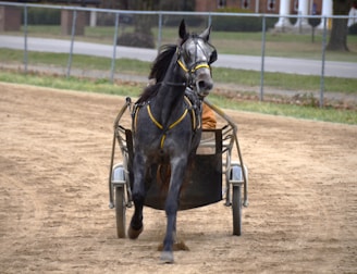 A black horse is harnessed to a sulky, trotting on a dirt track. The horse is adorned with a yellow bridle and appears vigorous, partially revealing a driver behind it. The background features a fence and a grassy area with trees and buildings in the distance.