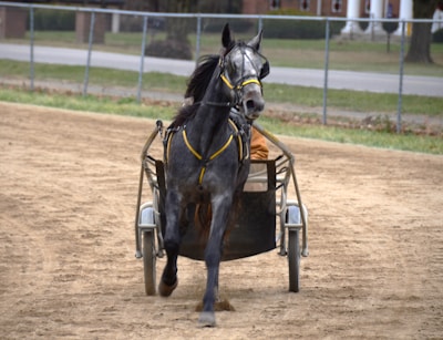 A black horse is harnessed to a sulky, trotting on a dirt track. The horse is adorned with a yellow bridle and appears vigorous, partially revealing a driver behind it. The background features a fence and a grassy area with trees and buildings in the distance.