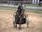 A black horse is harnessed to a sulky, trotting on a dirt track. The horse is adorned with a yellow bridle and appears vigorous, partially revealing a driver behind it. The background features a fence and a grassy area with trees and buildings in the distance.