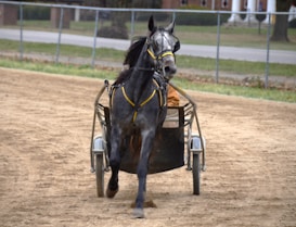 A black horse is harnessed to a sulky, trotting on a dirt track. The horse is adorned with a yellow bridle and appears vigorous, partially revealing a driver behind it. The background features a fence and a grassy area with trees and buildings in the distance.