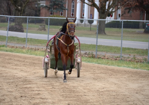 A horse is pulling a chariot on a dirt track, with a person sitting in the chariot. The horse is equipped with harness gear and the chariot has two wheels. A fence and trees can be seen in the background, along with what appears to be a building.
