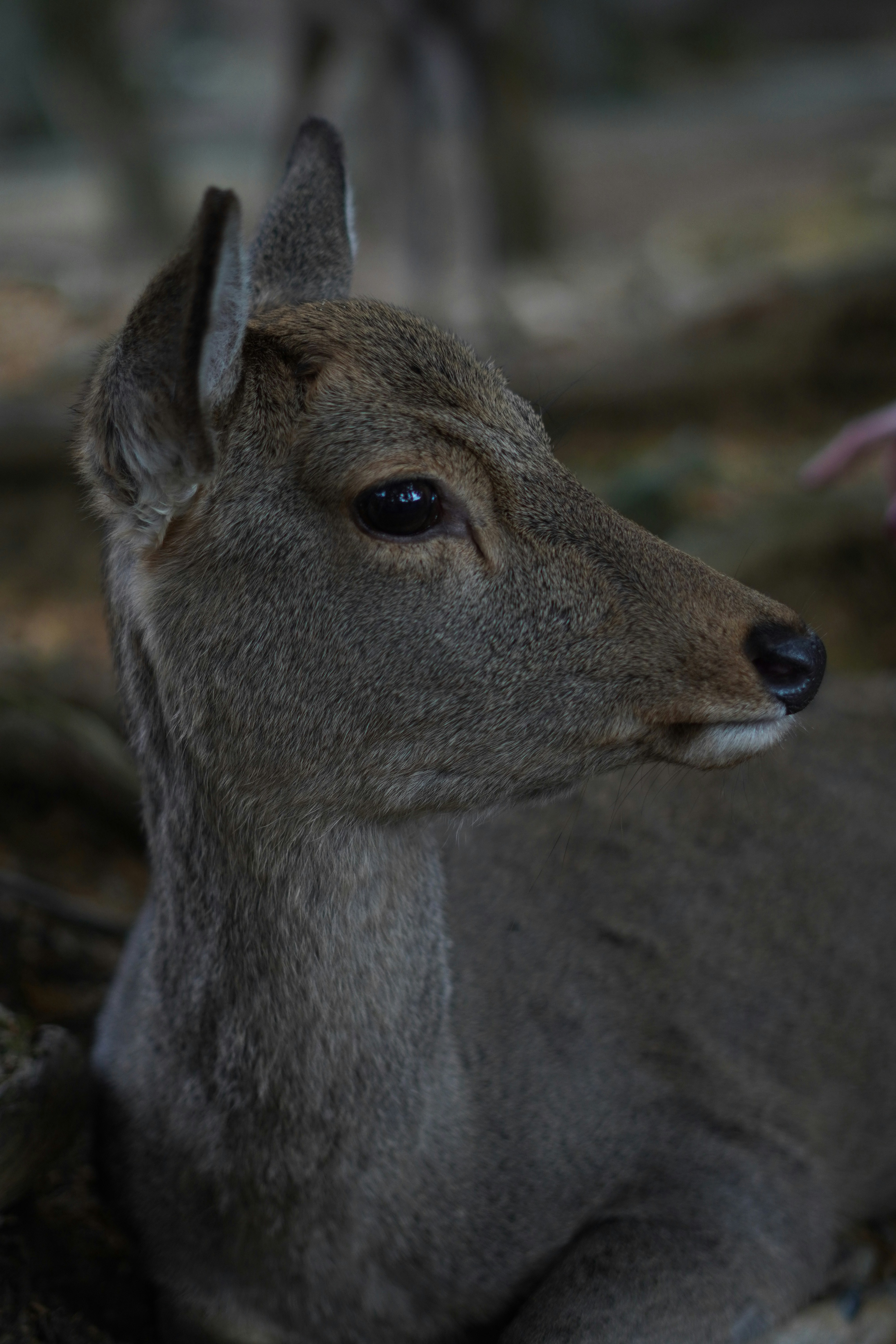 Photo by sergisilvestre