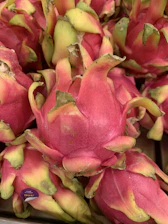 Close-up of ripe dragon fruits hanging on lush green branches, showcasing their bright pink skin and unique texture.
