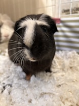 A black and white guinea pig is standing on a fluffy white bedding, possibly in a cage. The guinea pig's fur is predominantly black with a distinctive white patch on its forehead.