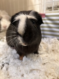 A black and white guinea pig is standing on a fluffy white bedding, possibly in a cage. The guinea pig's fur is predominantly black with a distinctive white patch on its forehead.