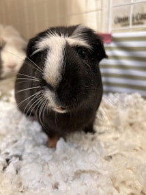 A black and white guinea pig is standing on a fluffy white bedding, possibly in a cage. The guinea pig's fur is predominantly black with a distinctive white patch on its forehead.