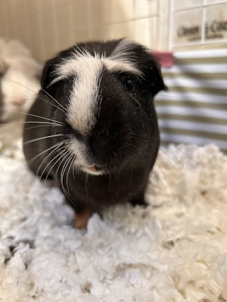 A black and white guinea pig is standing on a fluffy white bedding, possibly in a cage. The guinea pig's fur is predominantly black with a distinctive white patch on its forehead.