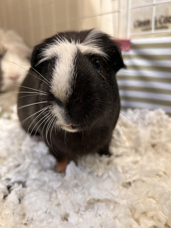 A black and white guinea pig is standing on a fluffy white bedding, possibly in a cage. The guinea pig's fur is predominantly black with a distinctive white patch on its forehead.