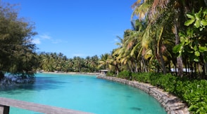 a body of water surrounded by palm trees