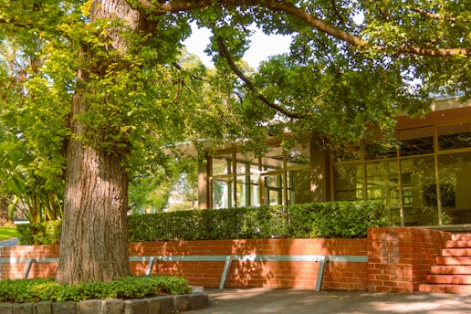 A large tree with textured bark is surrounded by lush green foliage. In the background, a modern building with large glass windows is partially visible, bordered by neatly trimmed hedges and a brick retaining wall.
