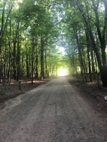 A path through a forest, symbolizing the journey of personal growth.